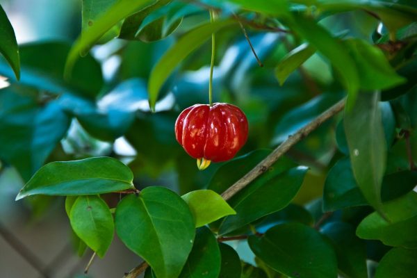 Surinam Cherry Surinam Cherry fruit
