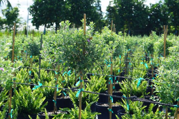 Texas Sage standards Texas sage grown as standards
