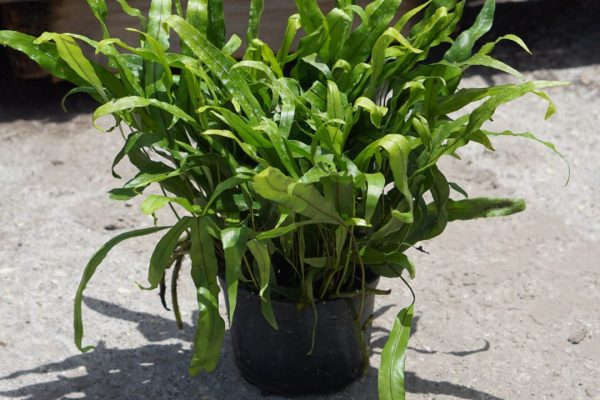 Wart Fern Wart fern in a container